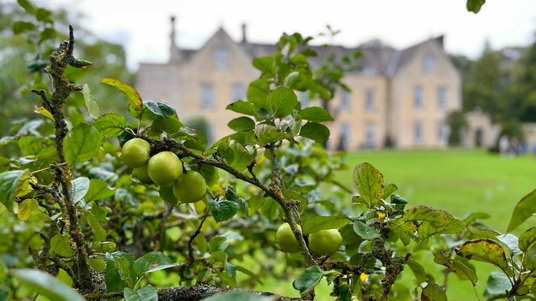 Apple tree in autumn at Nunnington Hall